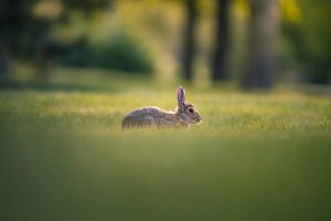 Bunny Print test